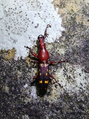 Baryrhynchus poweri
