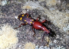 Baryrhynchus poweri