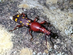 Baryrhynchus poweri
