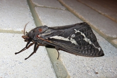 Abantiades atripalpis