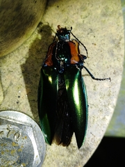 Campsosternus watanabei