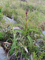 Veratrum formosanum
