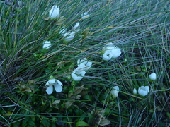 Gentianella saxosa