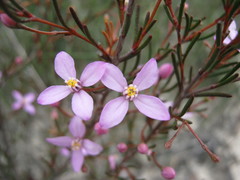 Boronia filifolia