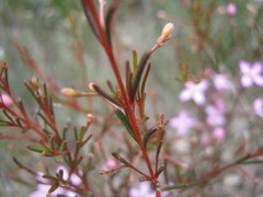 Boronia filifolia