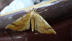 Eulithis mellinata