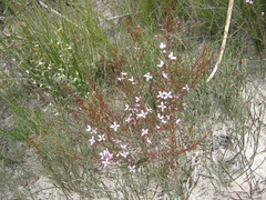 Boronia filifolia