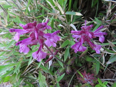 Pedicularis refracta transmorrisonensis