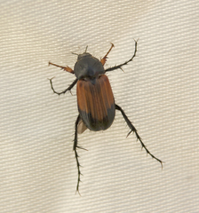 Phyllotocus navicularis