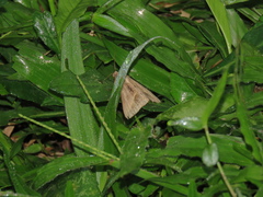 Lepidoptera