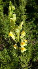Linaria vulgaris
