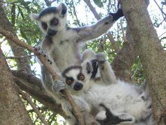 Lemur catta