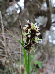 Luzula taiwaniana
