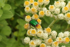 Leucocelis haemorrhoidalis