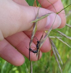 Lissonota lineolaris