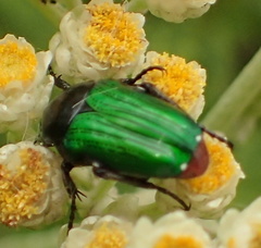 Leucocelis haemorrhoidalis