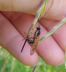 Lissonota lineolaris