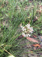 Asclepias michauxii