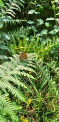 Coenonympha oedippus