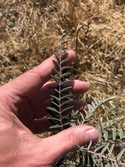 Astragalus trichopodus antisellii