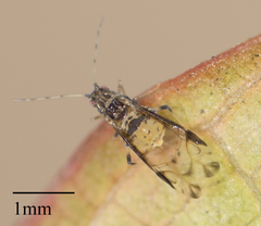 Sarucallis kahawaluokalani