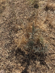 Astragalus trichopodus antisellii