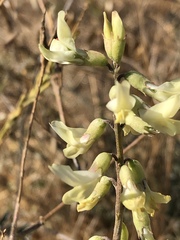 Astragalus trichopodus antisellii
