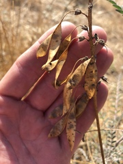Astragalus trichopodus antisellii