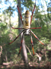 Trichonephila inaurata madagascariensis