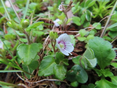Veronica oligosperma