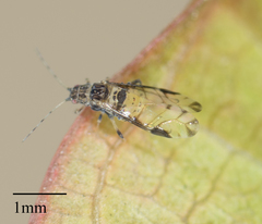 Sarucallis kahawaluokalani