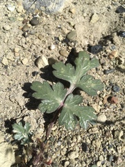 Cymopterus