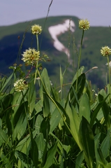 Allium victorialis