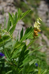 Lathyrus laevigatus