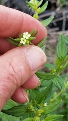 Lithospermum officinale