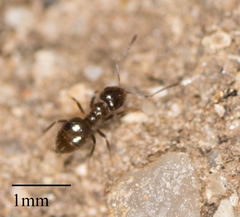 Brachymyrmex patagonicus