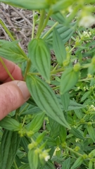 Lithospermum officinale