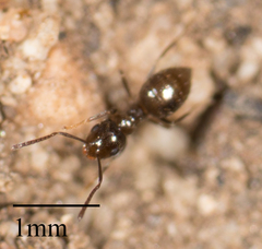 Brachymyrmex patagonicus