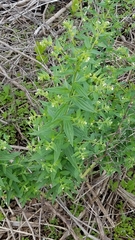 Lithospermum officinale