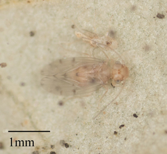 Ectopsocus californicus