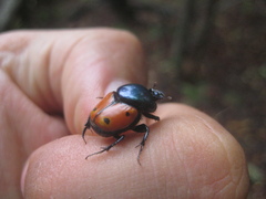 Helictopleurus quadripunctatus