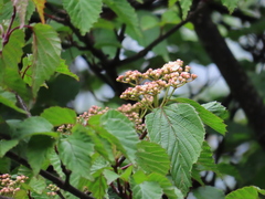 Viburnum betulifolium