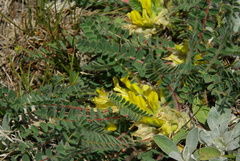 Astragalus exscapus