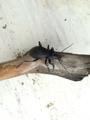 Carabus violaceus