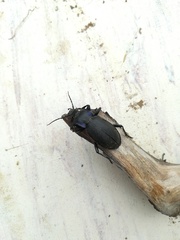 Carabus violaceus