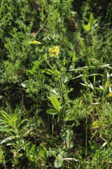 Potentilla recta