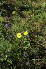 Potentilla recta