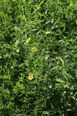 Potentilla recta
