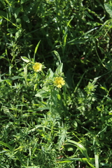 Potentilla recta