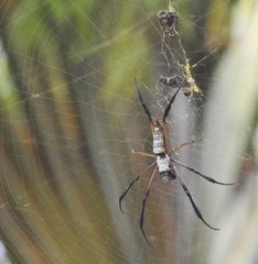 Trichonephila sumptuosa